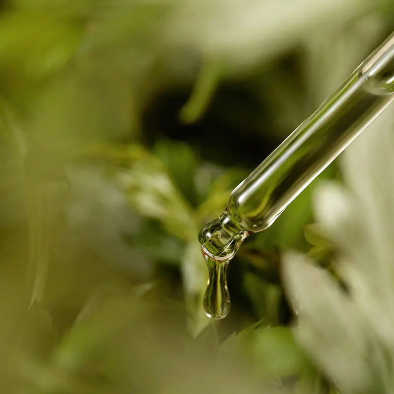 Mugwort Serum - Image 4