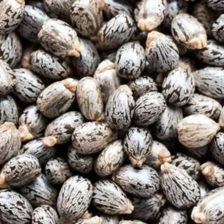 100% Natural Castor & Virgin Coconut Oil - Image 3