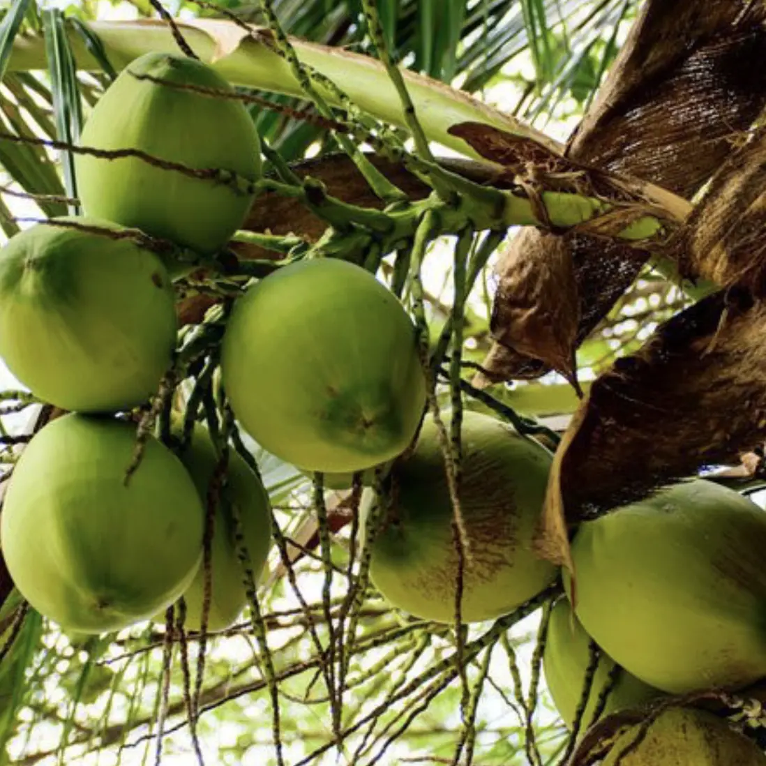 100% Natural Castor & Virgin Coconut Oil - Image 4
